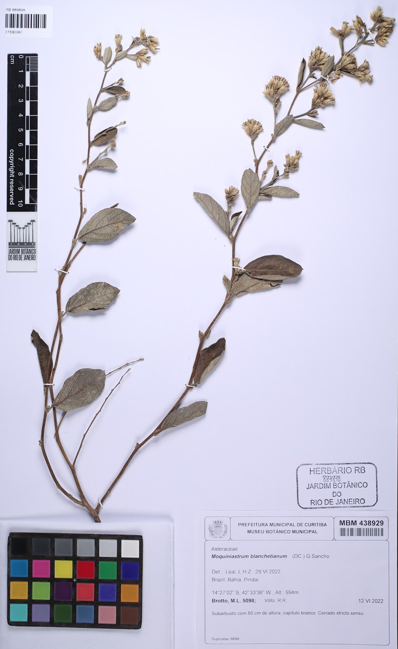 Moquiniastrum blanchetianum photo 7