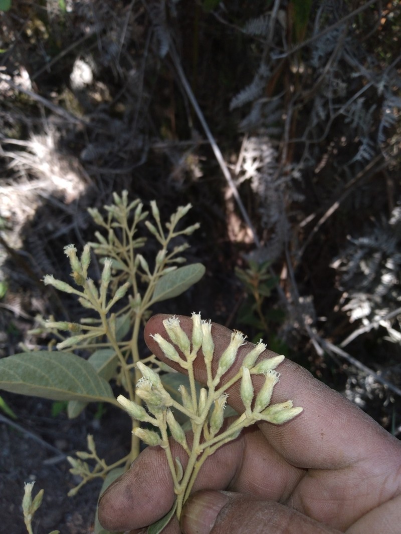 Moquiniastrum bolivianum