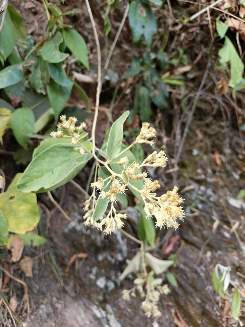 Moquiniastrum bolivianum photo 2