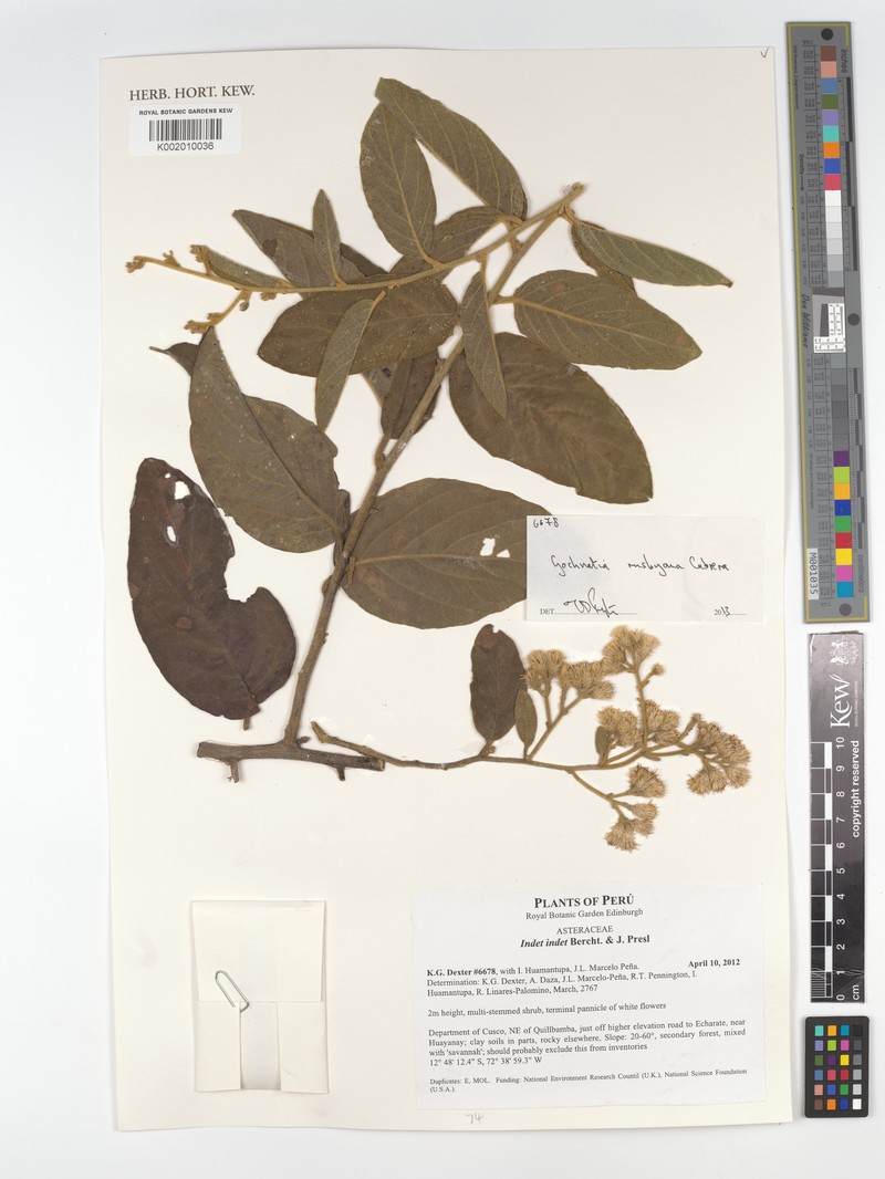Moquiniastrum bolivianum photo 3