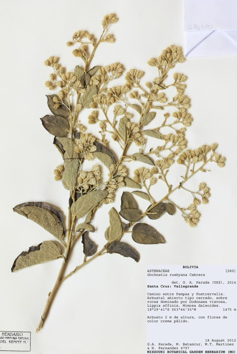 Moquiniastrum bolivianum photo 4