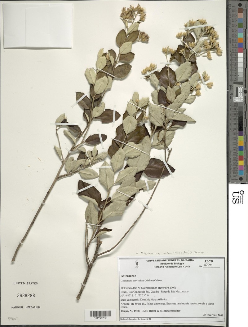 Moquiniastrum cinereum