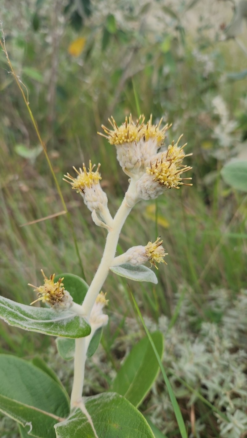 Moquiniastrum cordatum
