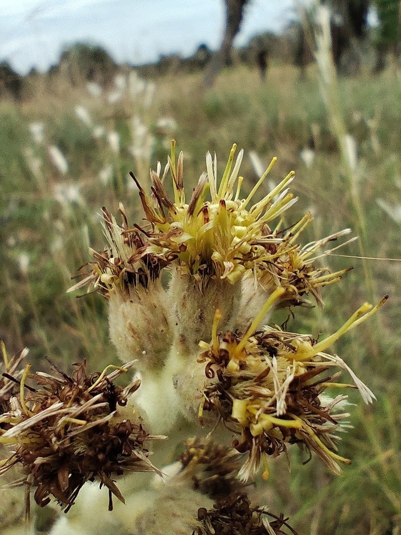 Moquiniastrum cordatum photo 2