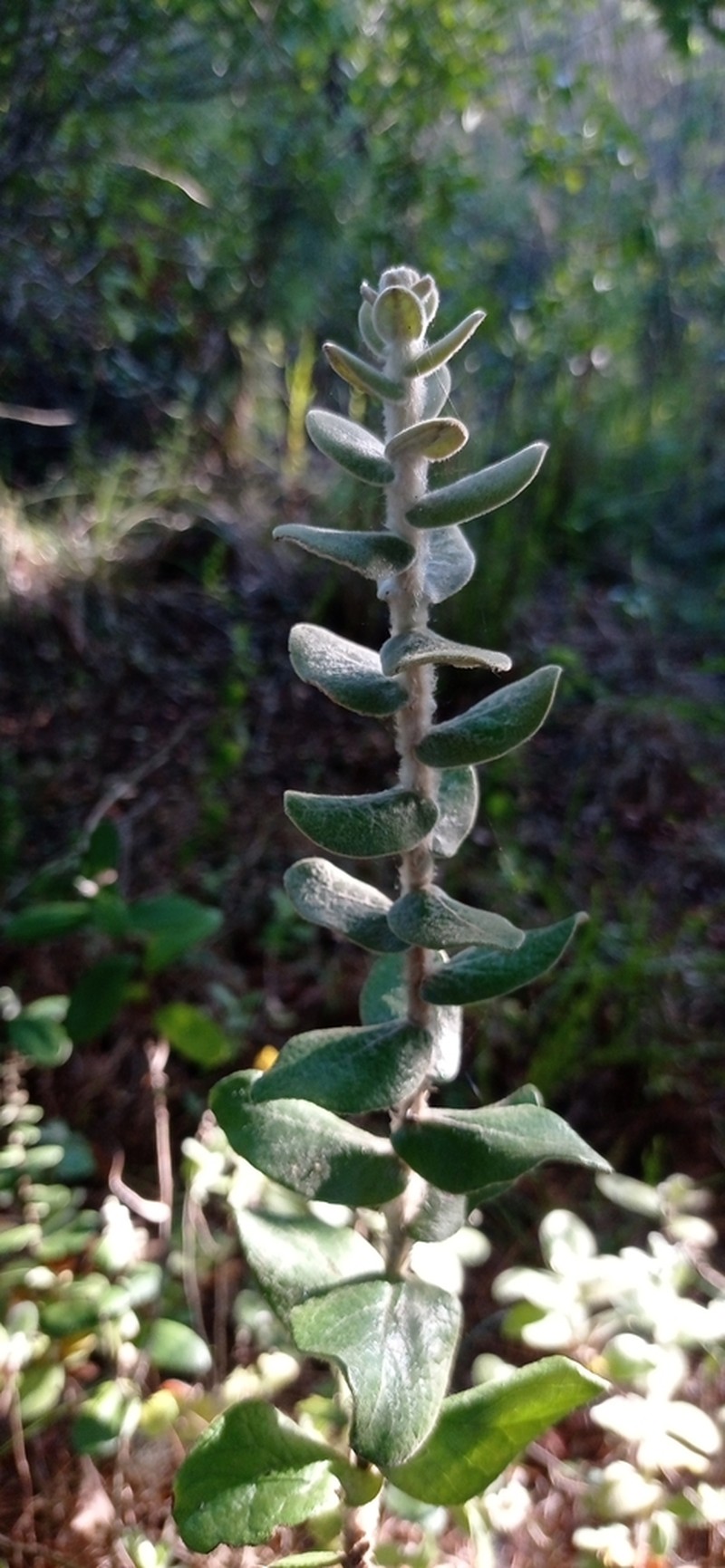 Moquiniastrum cordatum photo 3