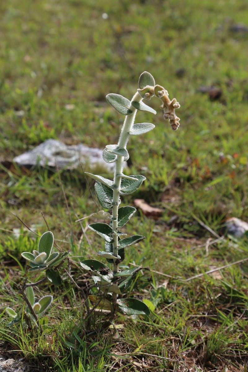 Moquiniastrum cordatum photo 4
