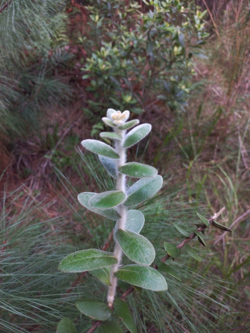 Moquiniastrum cordatum photo 6