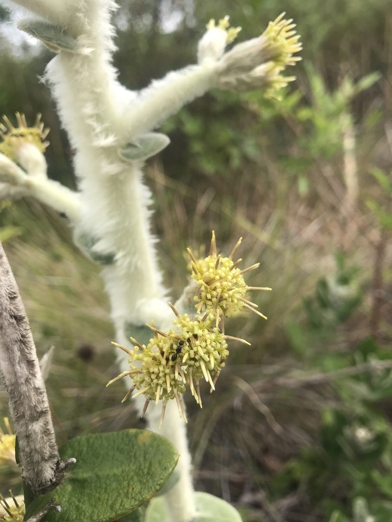 Moquiniastrum cordatum photo 7