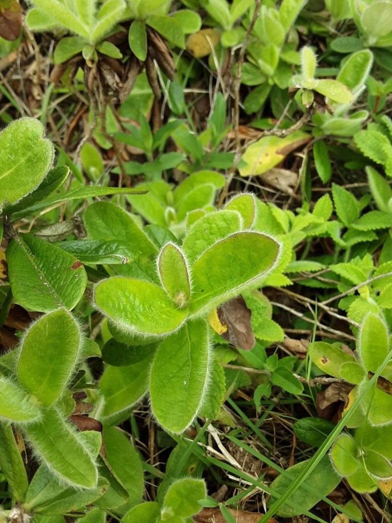 Moquiniastrum cordatum photo 8