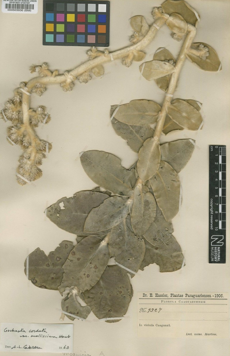 Moquiniastrum cordatum var. mollissimum