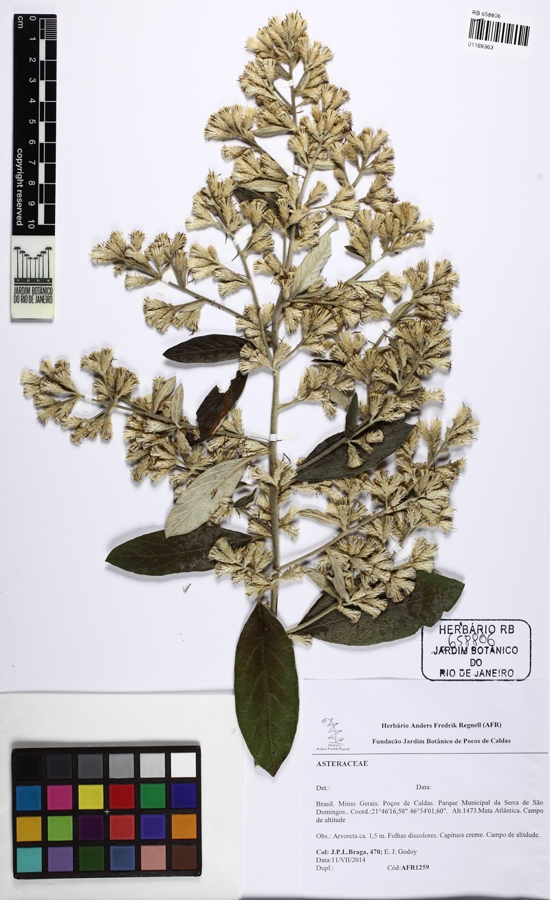 Moquiniastrum densicephalum