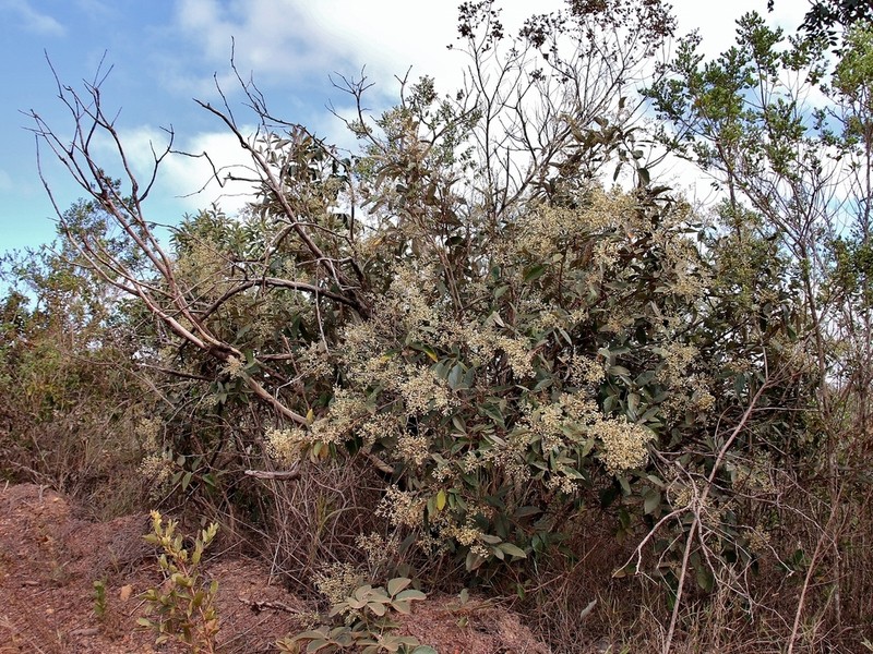 Moquiniastrum floribundum