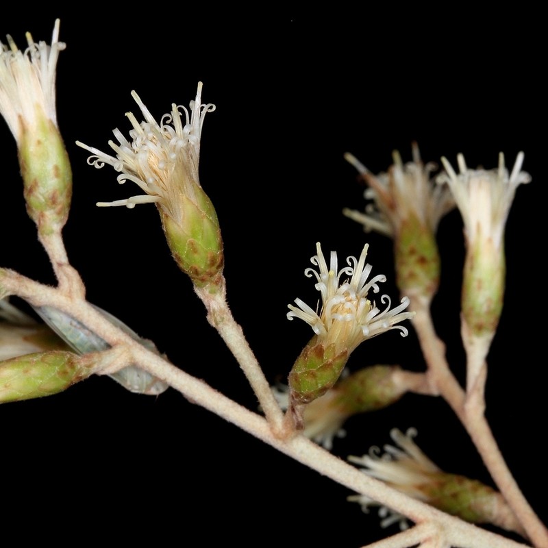 Moquiniastrum floribundum photo 2