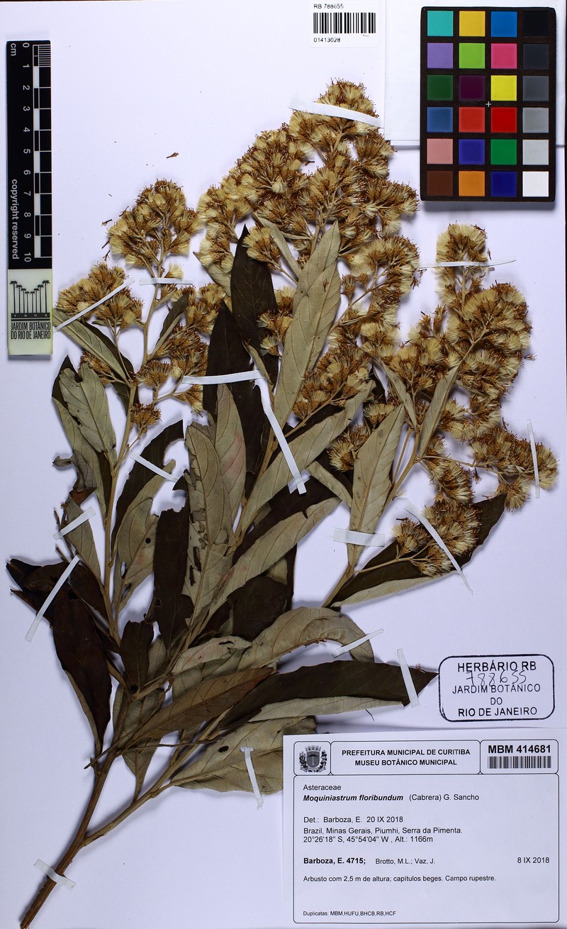 Moquiniastrum floribundum photo 3