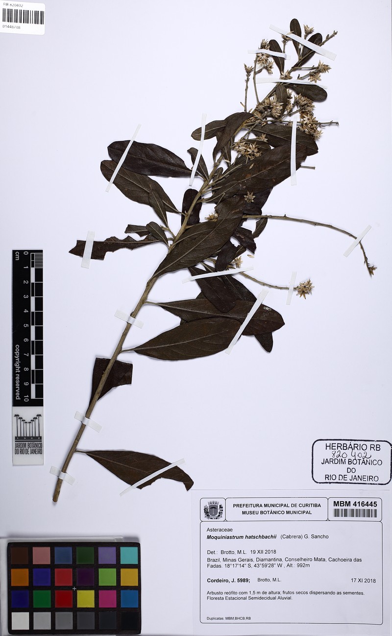 Moquiniastrum hatschbachii