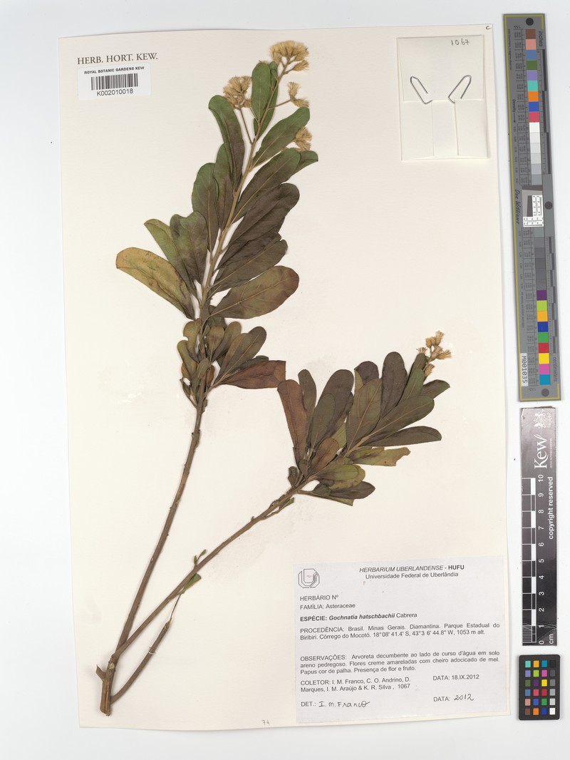 Moquiniastrum hatschbachii photo 2