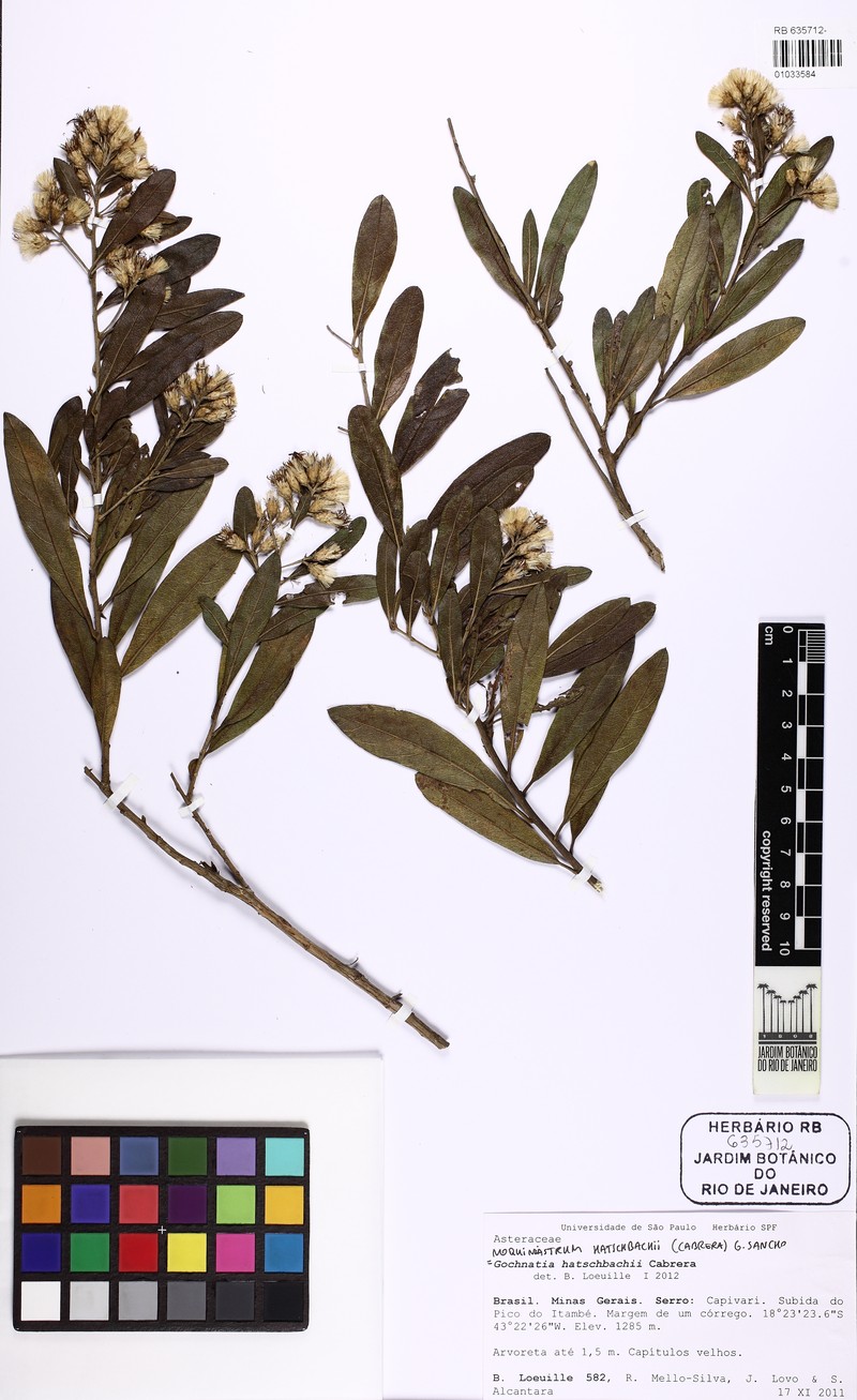 Moquiniastrum hatschbachii photo 3