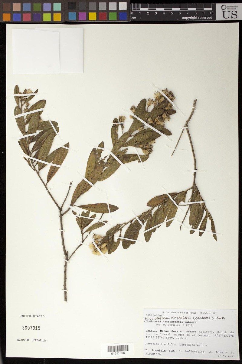 Moquiniastrum hatschbachii photo 4