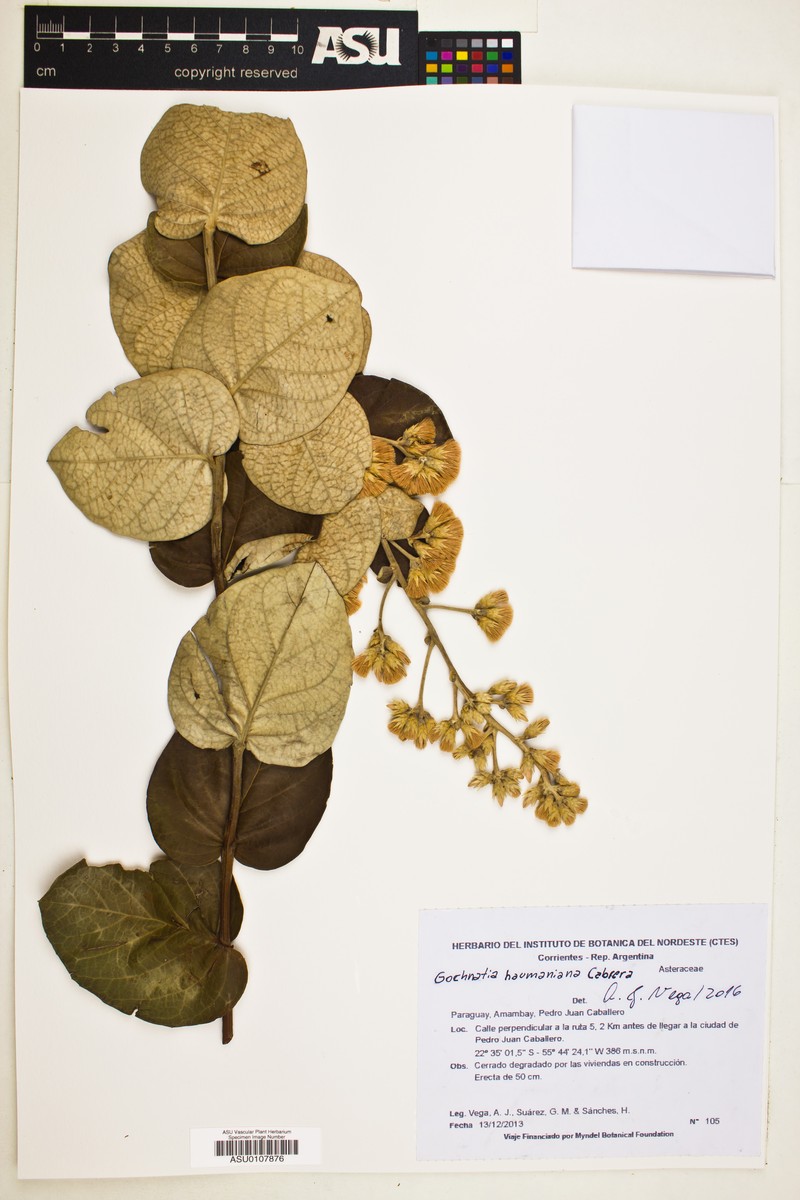 Moquiniastrum haumanianum