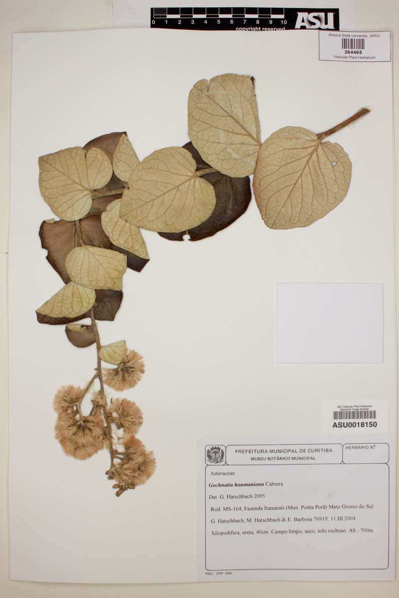 Moquiniastrum haumanianum photo 2