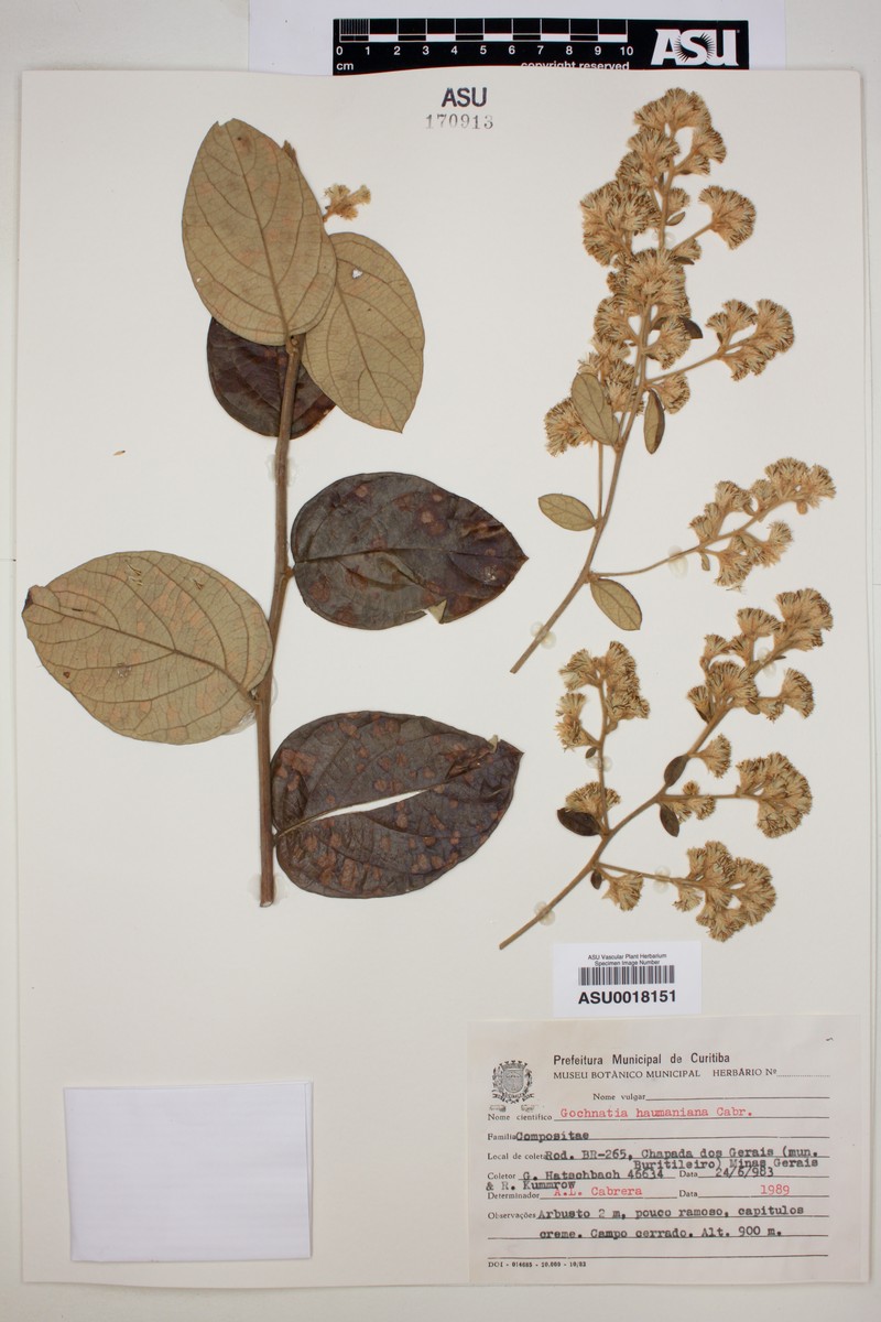 Moquiniastrum haumanianum photo 3