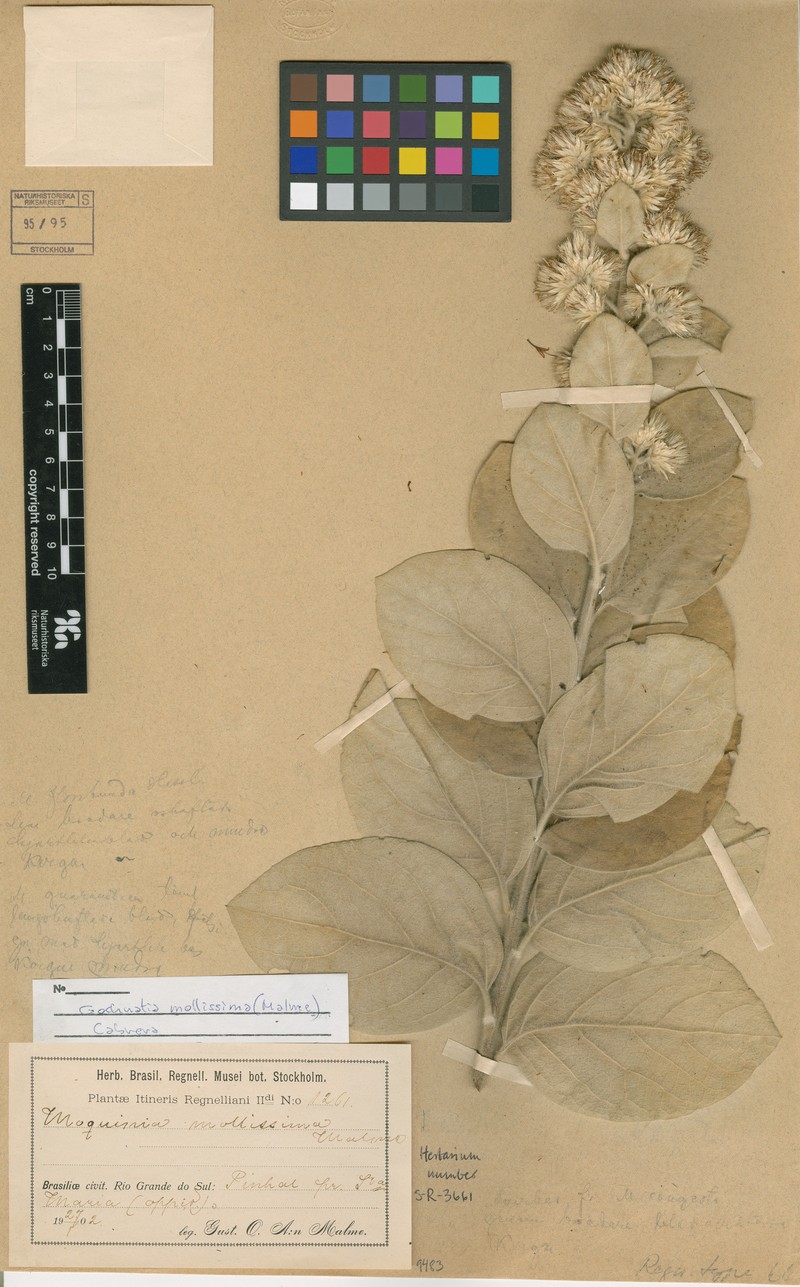 Moquiniastrum mollissimum