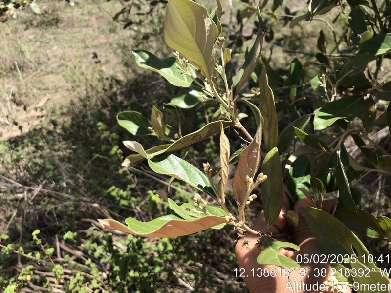 Moquiniastrum oligocephalum photo 3
