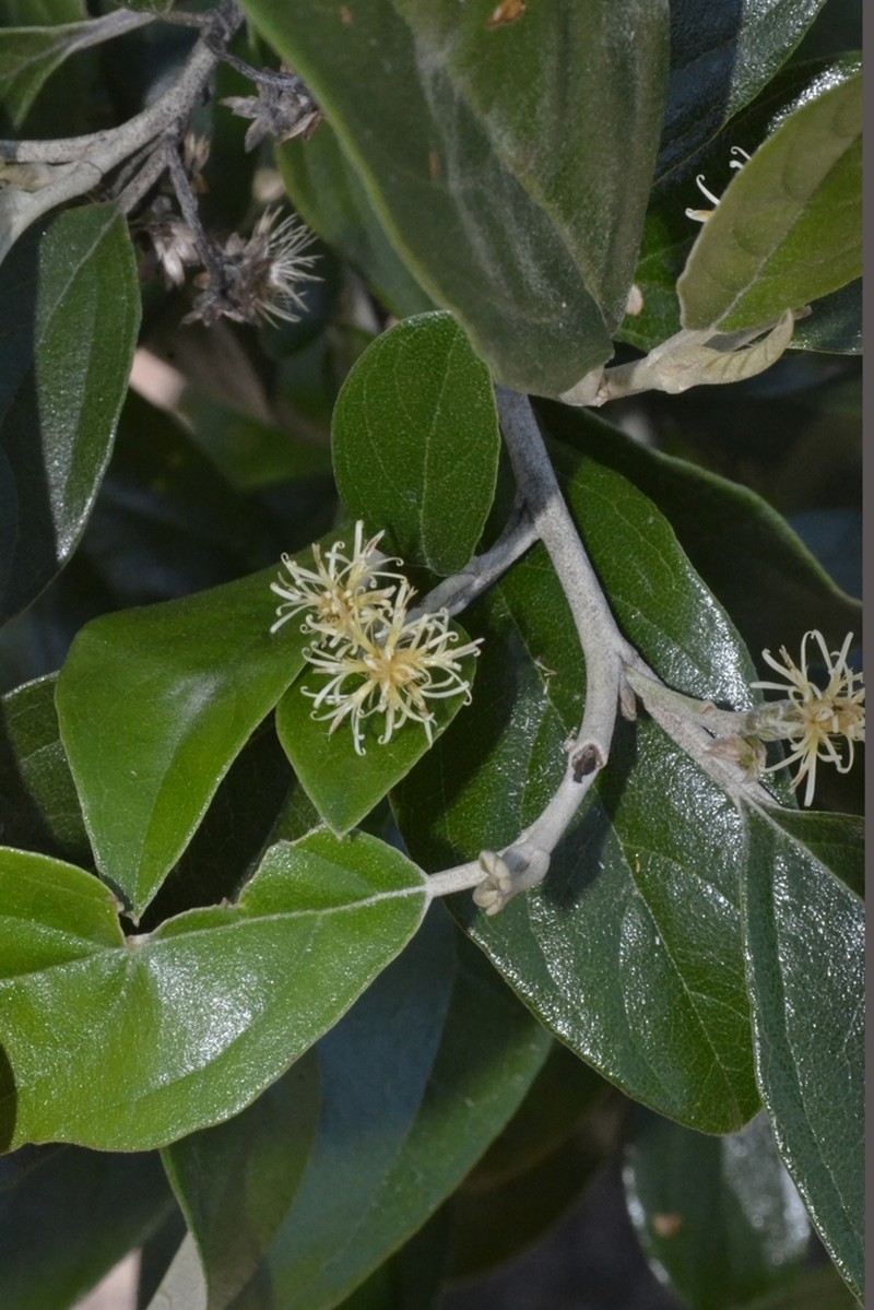 Moquiniastrum oligocephalum photo 4