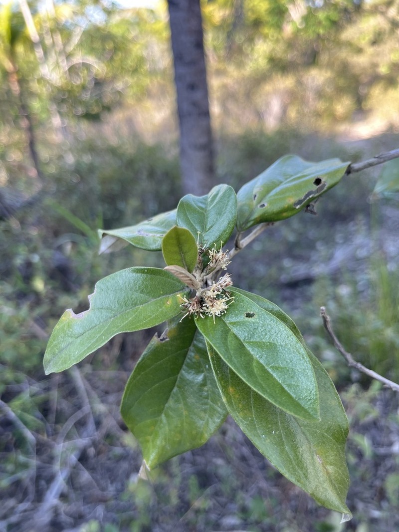 Moquiniastrum oligocephalum photo 5