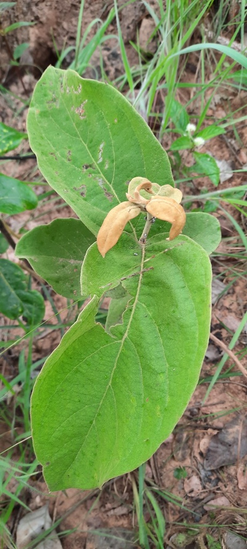 Moquiniastrum paniculatum