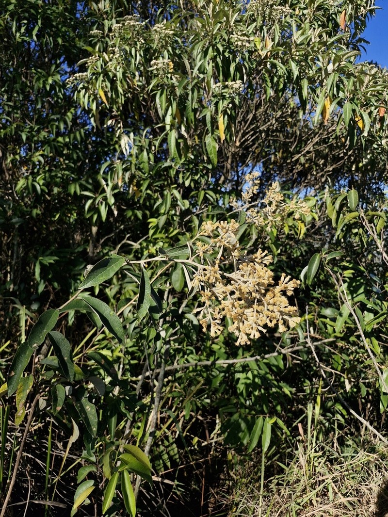 Moquiniastrum paniculatum photo 2