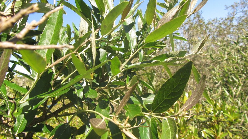 Moquiniastrum polymorphum