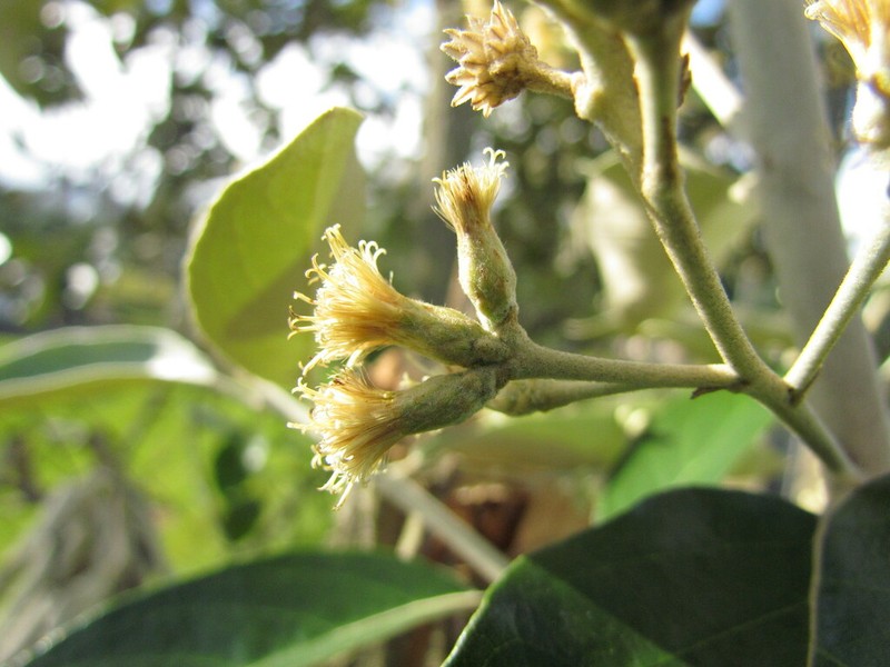 Moquiniastrum polymorphum photo 2