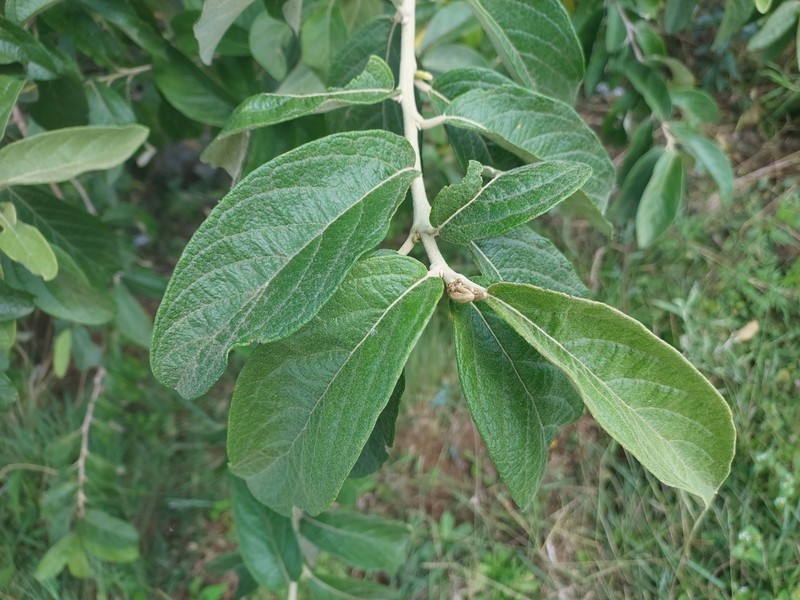 Moquiniastrum polymorphum photo 4