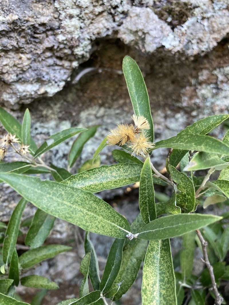 Moquiniastrum polymorphum photo 5