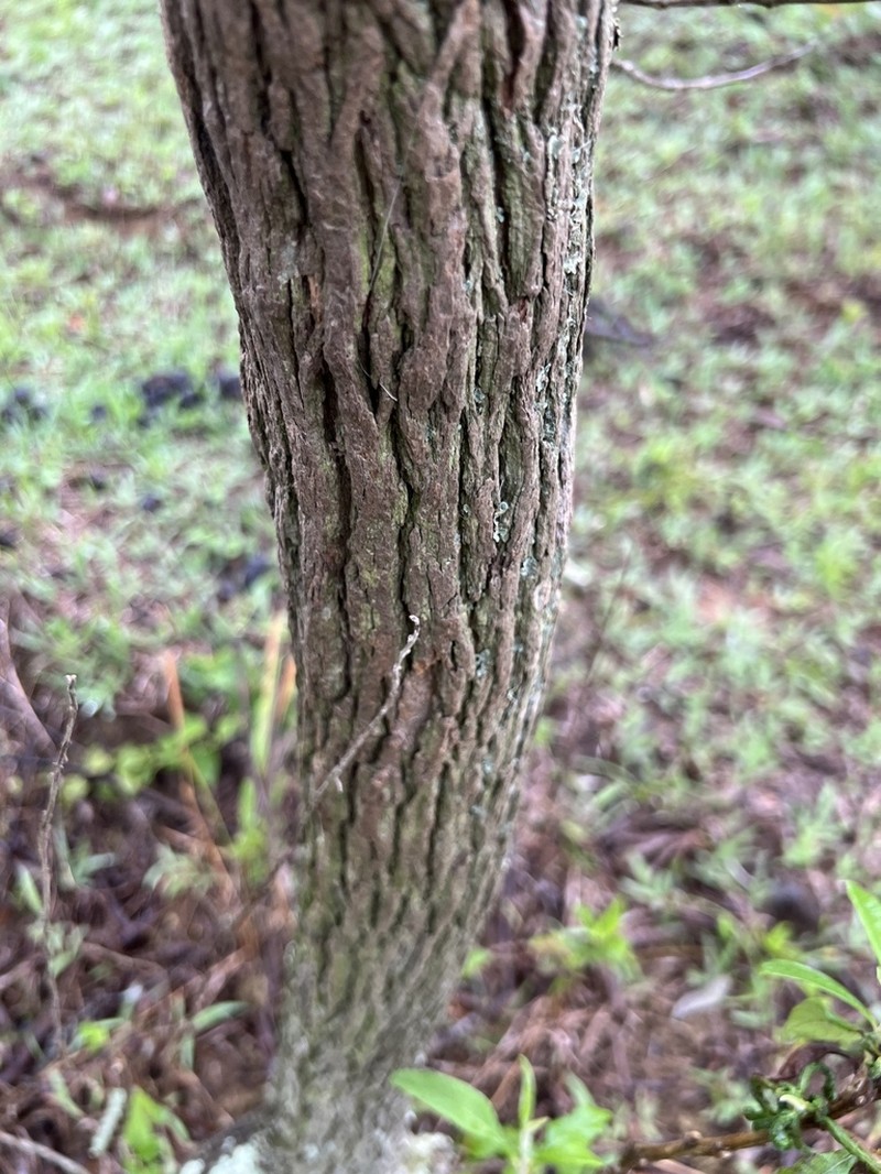 Moquiniastrum polymorphum photo 7