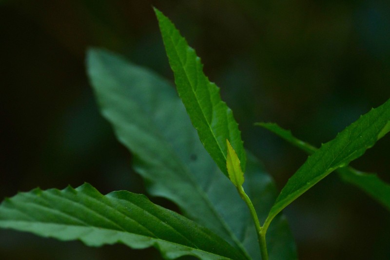 Moquiniastrum polymorphum subsp. ceanothifolium photo 2