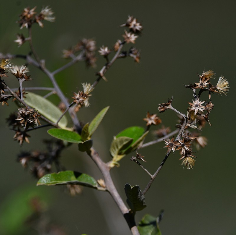 Moquiniastrum polymorphum subsp. ceanothifolium photo 3