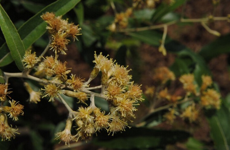 Moquiniastrum polymorphum subsp. ceanothifolium