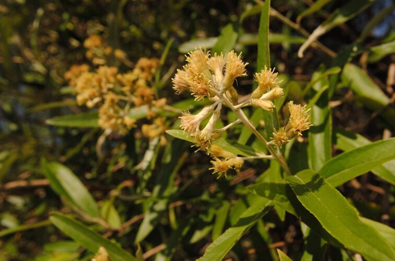 Moquiniastrum polymorphum subsp. ceanothifolium photo 6
