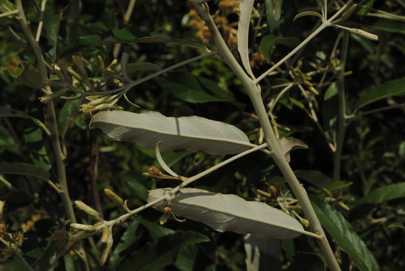 Moquiniastrum polymorphum subsp. ceanothifolium photo 7