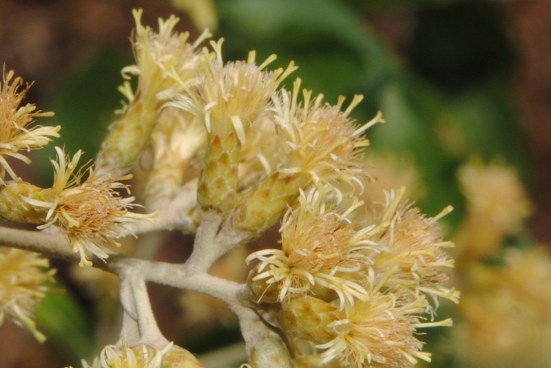 Moquiniastrum polymorphum subsp. ceanothifolium photo 8