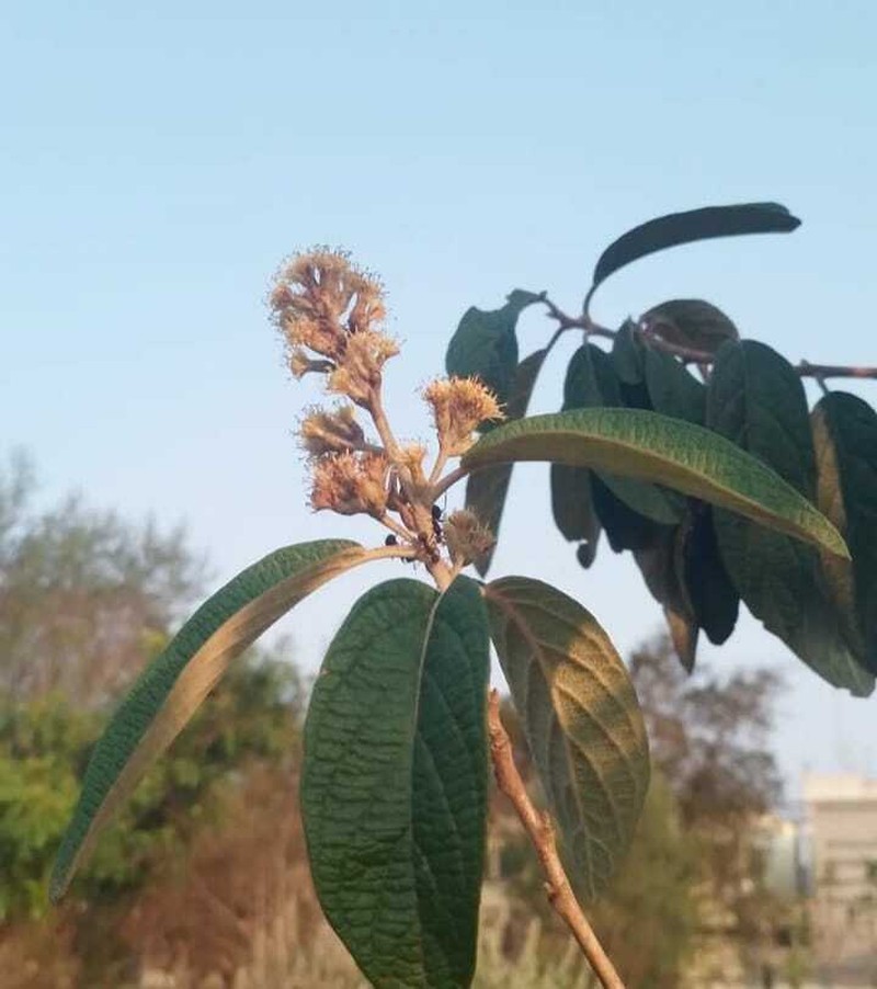 Moquiniastrum polymorphum subsp. floccosum