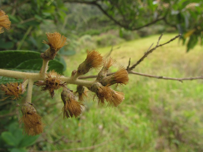 Moquiniastrum polymorphum subsp. floccosum photo 2