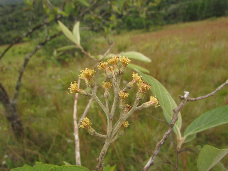 Moquiniastrum polymorphum subsp. floccosum photo 3
