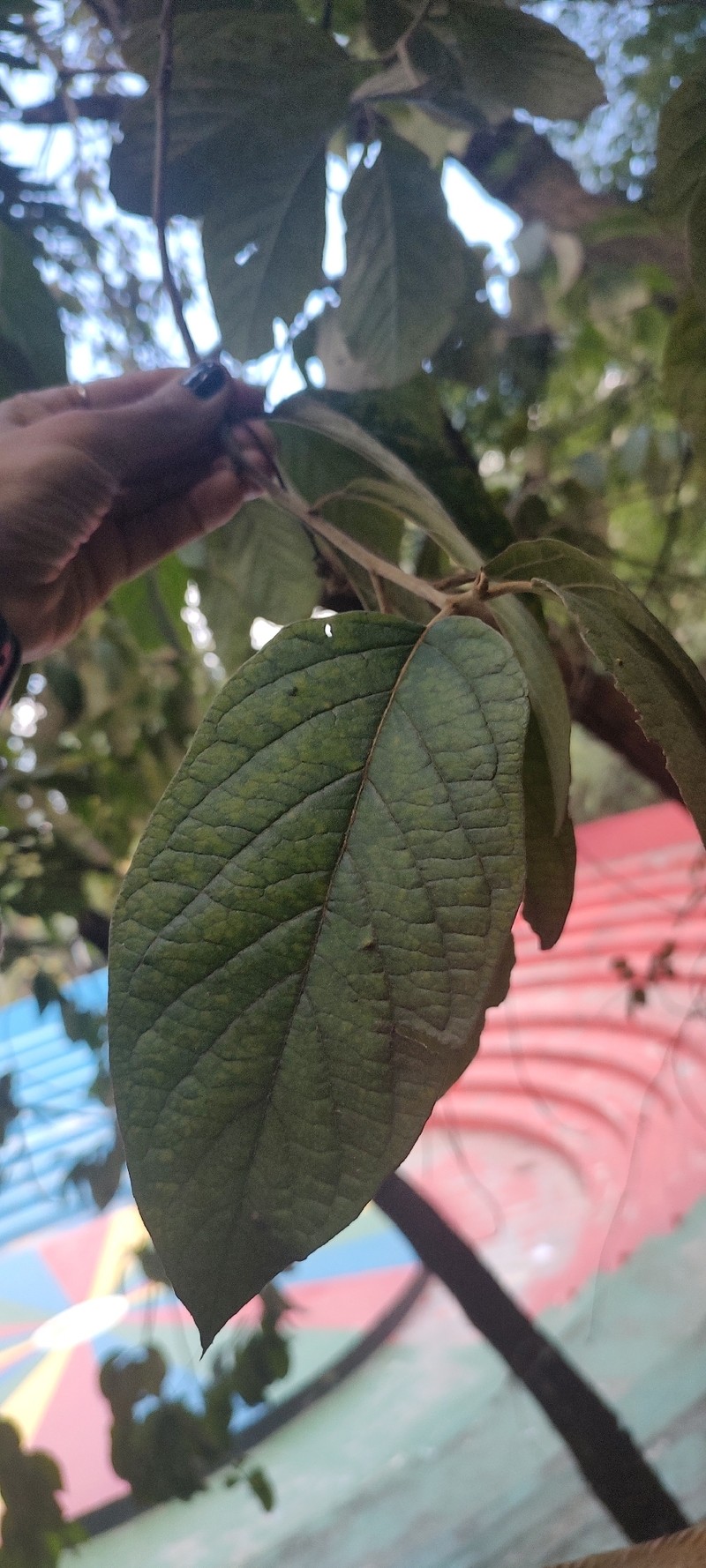 Moquiniastrum polymorphum subsp. polymorphum