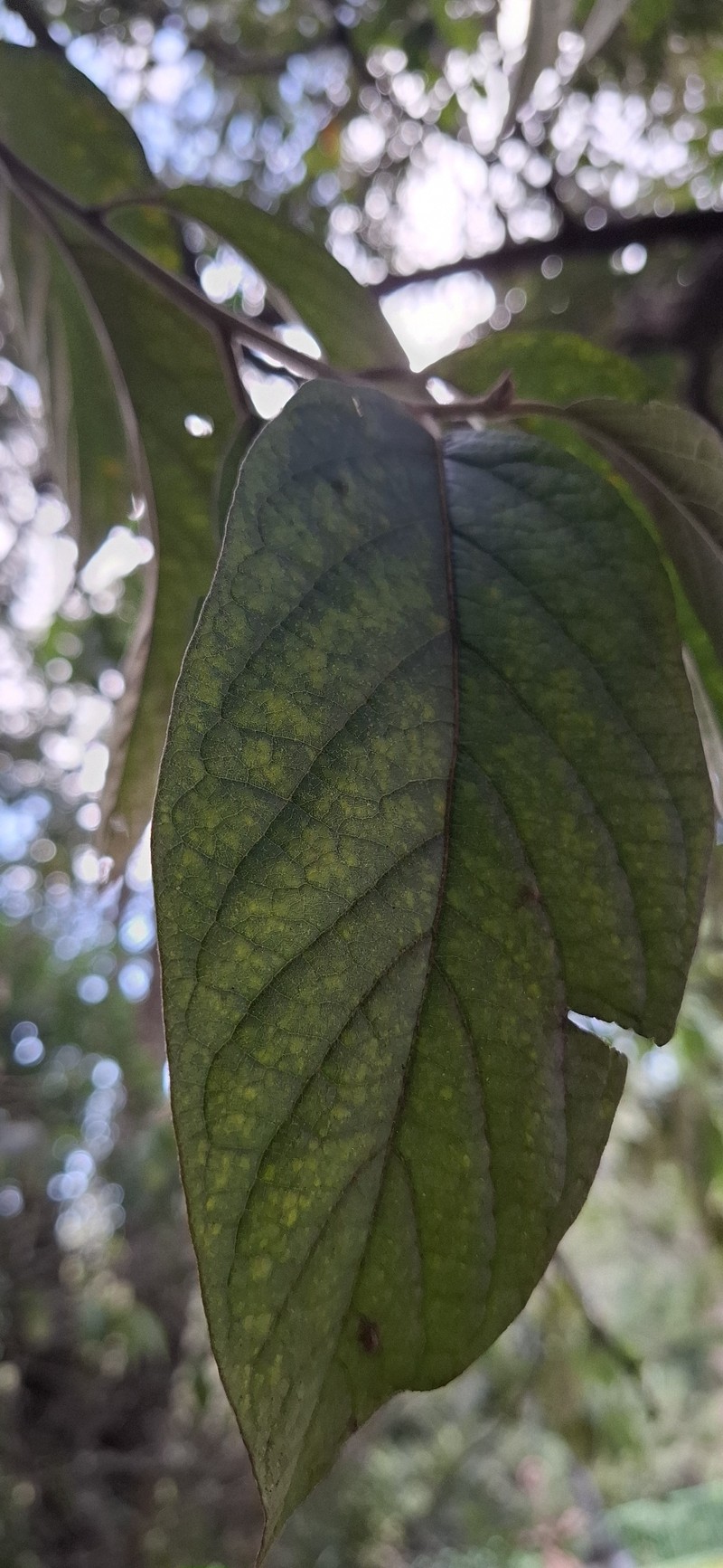 Moquiniastrum polymorphum subsp. polymorphum photo 2