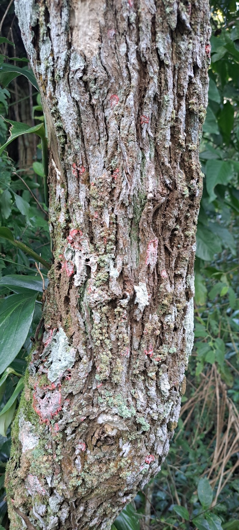 Moquiniastrum polymorphum subsp. polymorphum photo 3