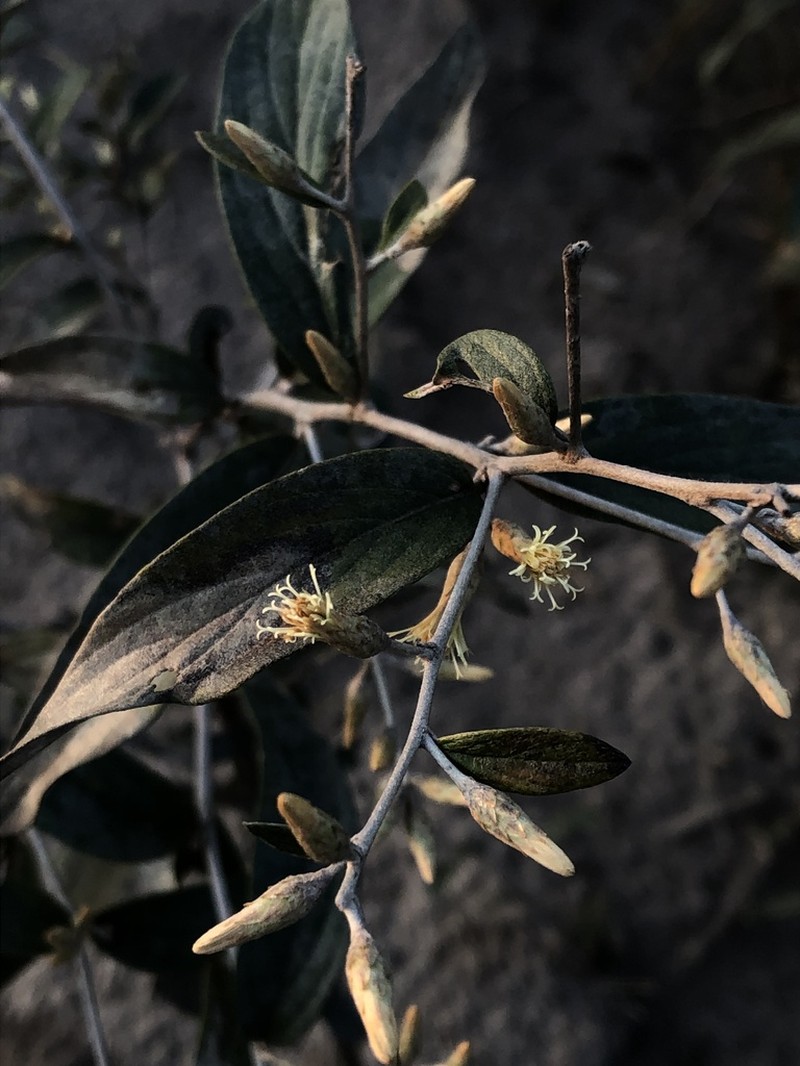 Moquiniastrum pulchrum