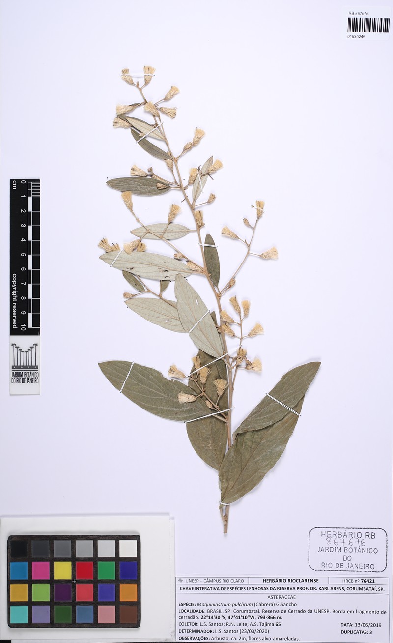 Moquiniastrum pulchrum photo 2